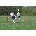 KwikGoal Over the Net Soccer Tennis